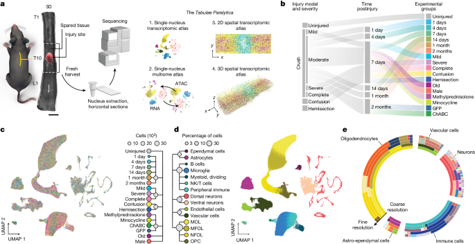 The spinal cord has new insights into injuries