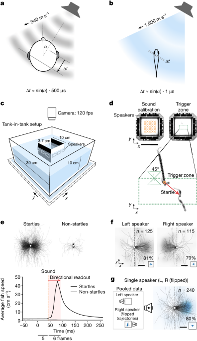 There is a mechanism for hearing in fish