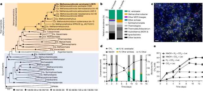 visualization of a methanogen of the hydraproteota
