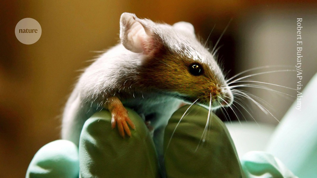 Scientists change genes of gut bacteria in mice