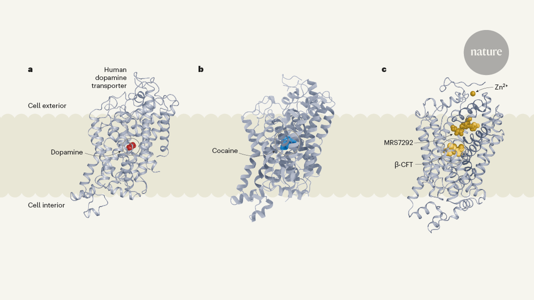 Drug addiction is caused by the structure of the dopamine transporter