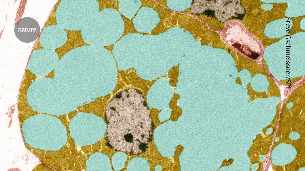 This molecule is key in slowing down the aging process