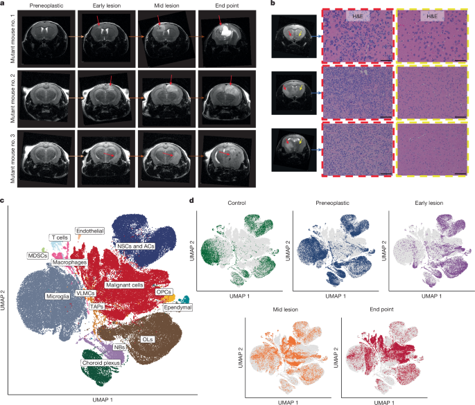A neural crest-like Cell is involved in the Injury Response