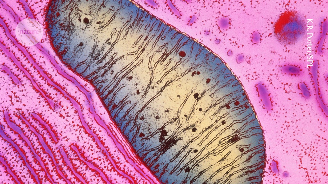Immune cells are used to destroy anti-tumour defences