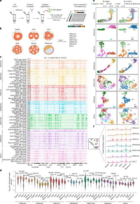 Blood–brain barrier is damaged in disease and aging