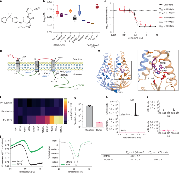 A coronavirus assembly is able to target the viral virulence factor