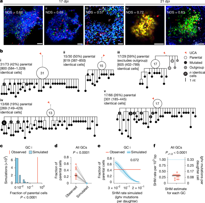 Transient silencing of hypermutation preserves B cell affinity