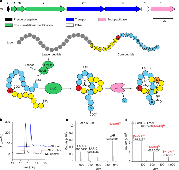 The antibiotic targets thebacterial ribosome