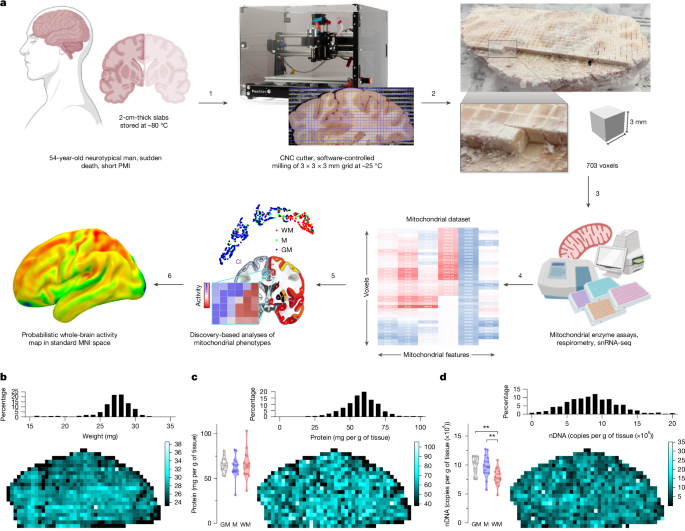 The map of human brain mitochondria is a groundbreaking achievement