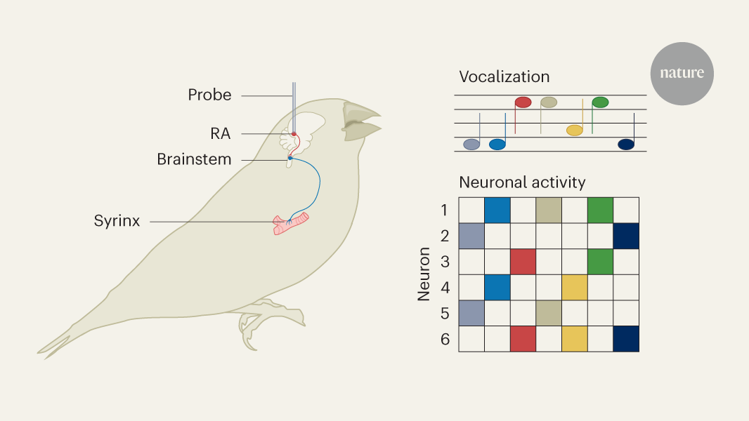 The vocal representations of parrots and humans in the motor networks