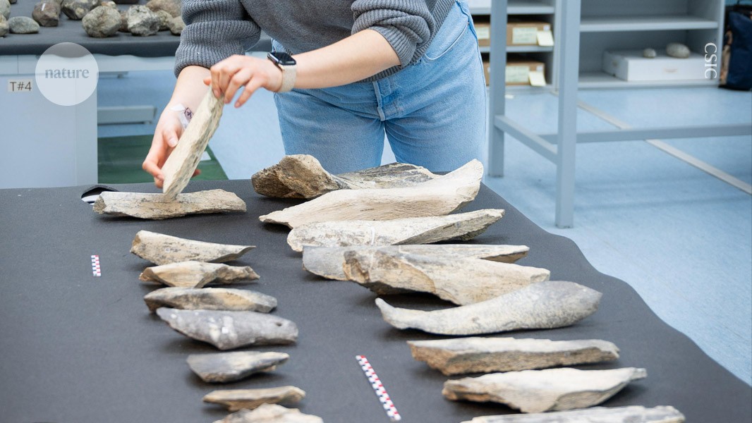 One million years before thought, Ancient humans used bone tools
