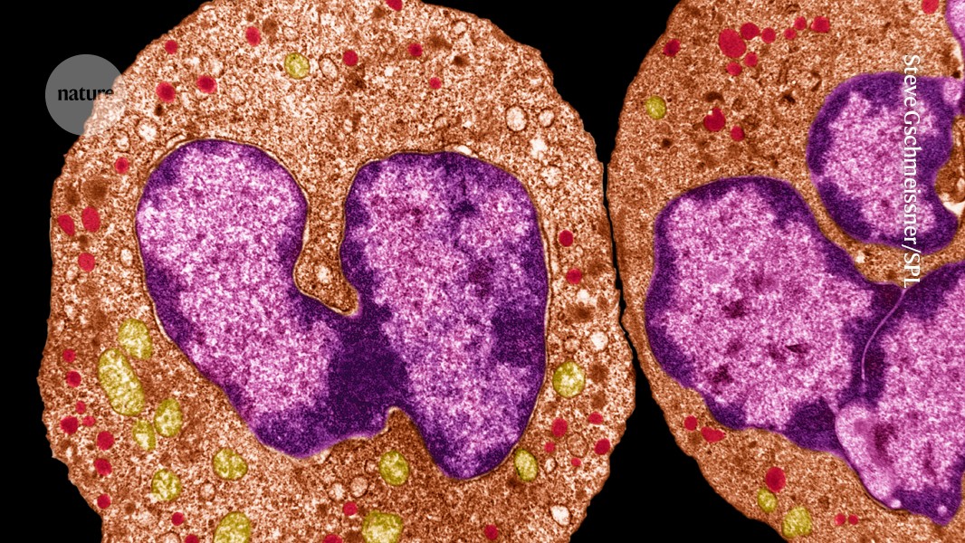 Immune cells bandage wounds