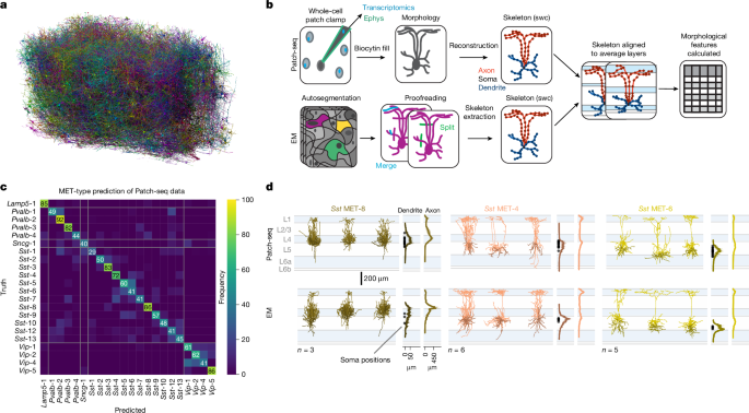 Predicted Sst transcriptomic types are visualized in the visual cortex