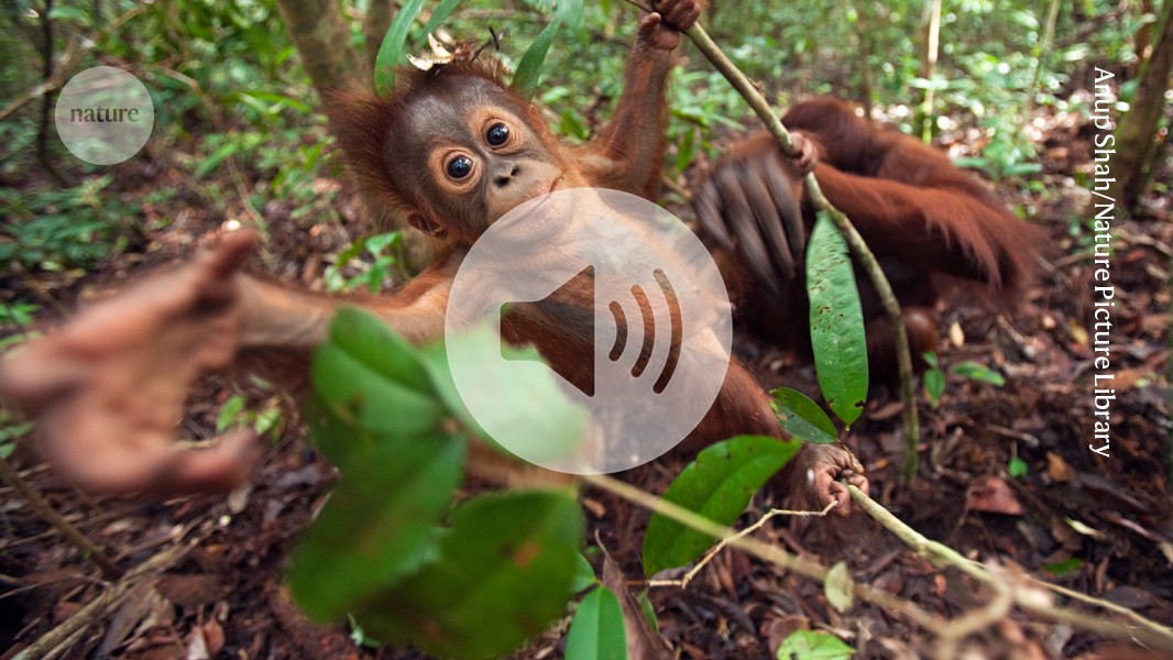 New insights into their evolution are given by the long-awaited ape genomes