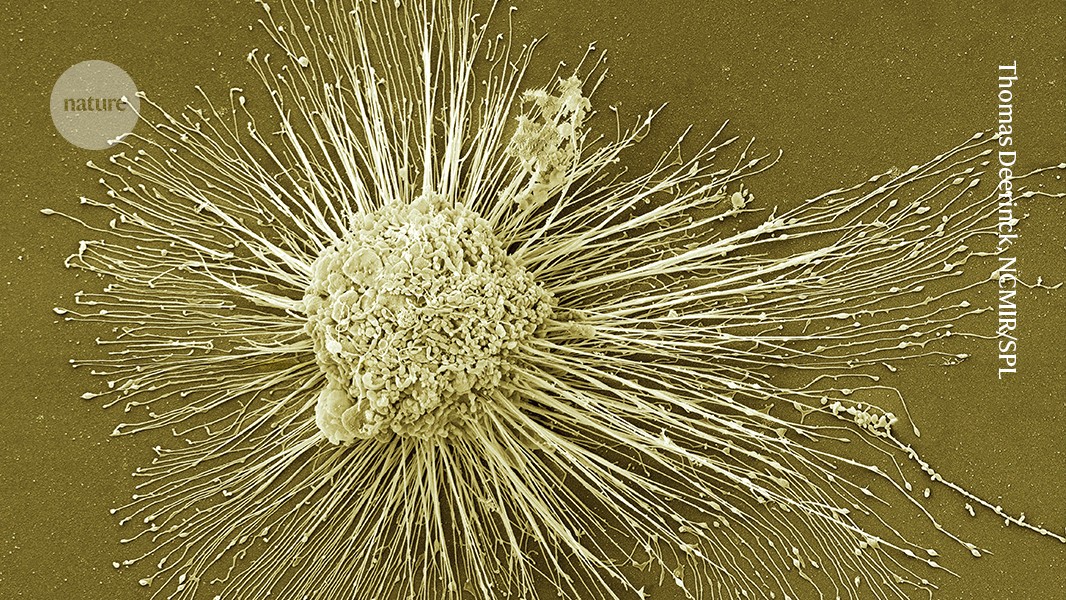 Stem cell therapies might be the key to new medical developments in Japan