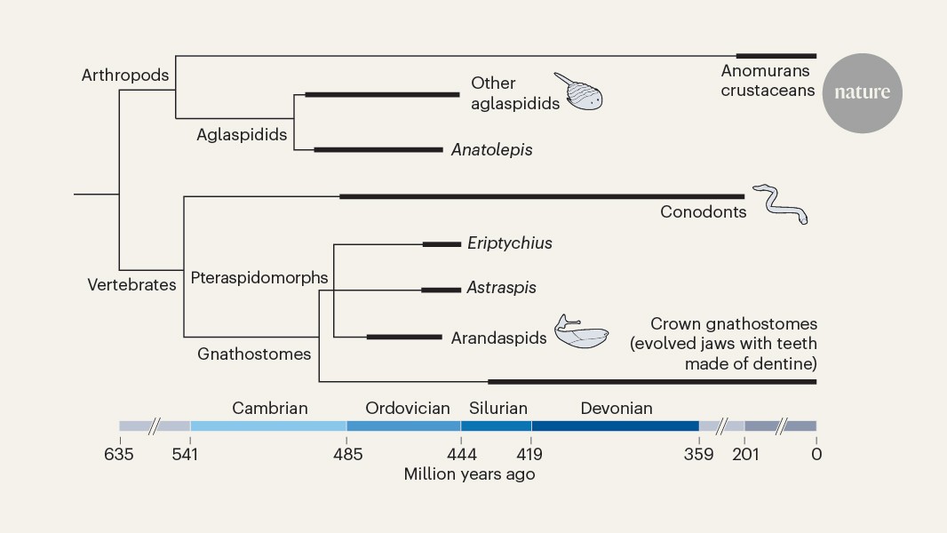 The evolution of sensory exoskeletons and teeth from the earliest animals