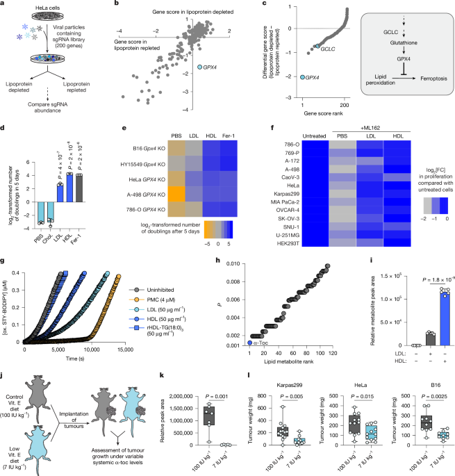 A lipoprotein drive protects the tumours from ferroptosis