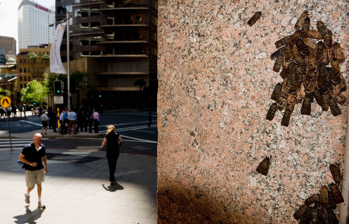 There are stars that these moths use to navigate